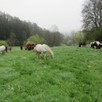 Weidegang auf der Kesselmühle