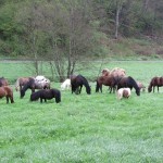 Weidegang auf der Kesselmühle