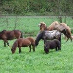 Weidegang auf der Kesselmühle